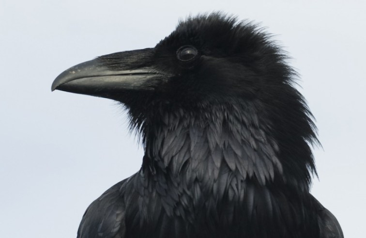JPoulson-Raven-1024x666