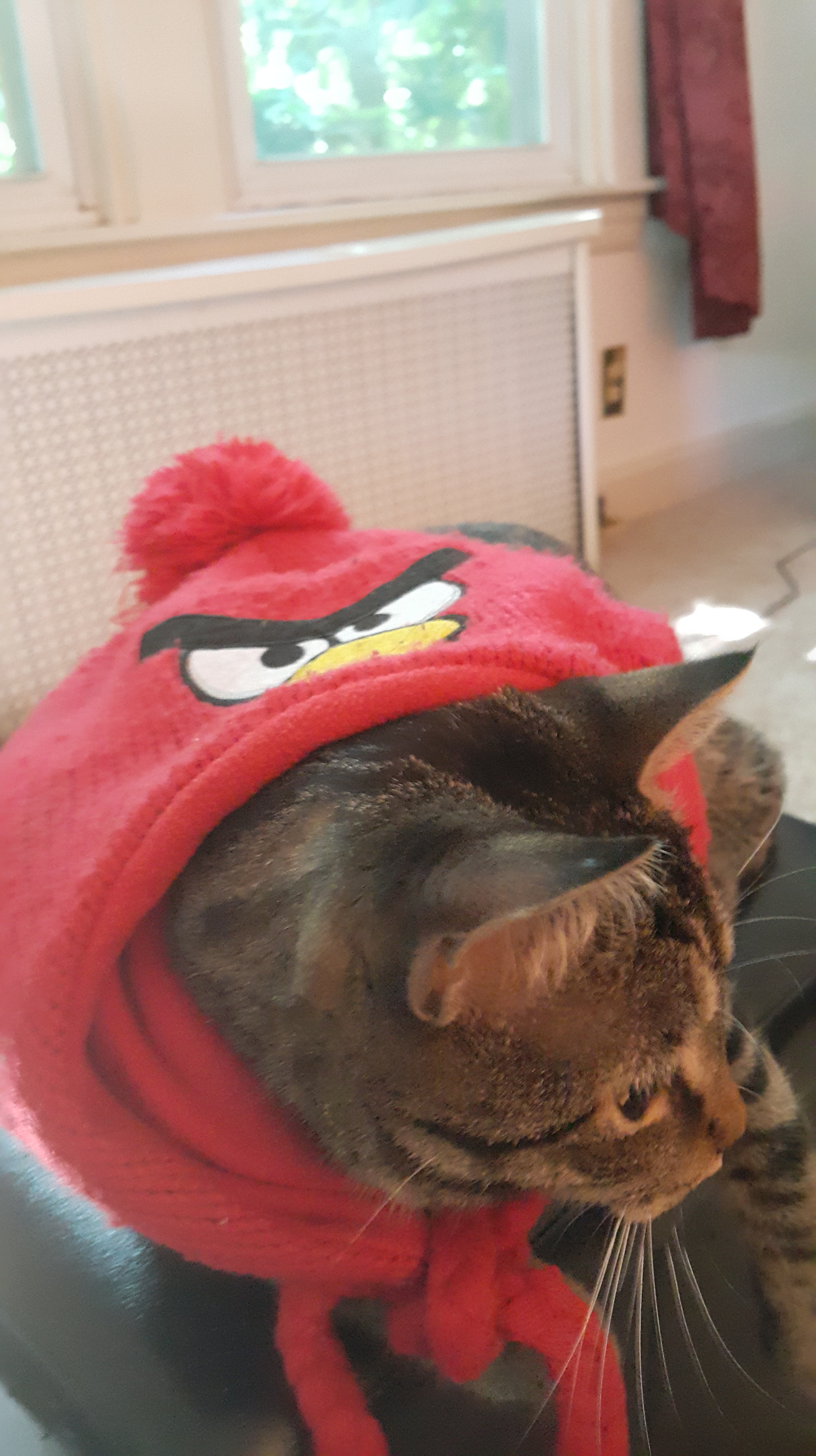 2016-06-25 14.42.11.jpg