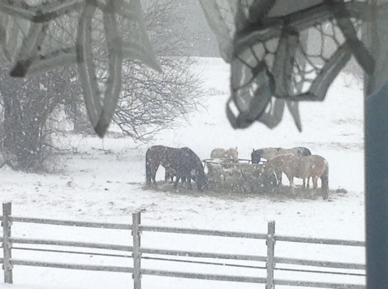 horses-in-snow