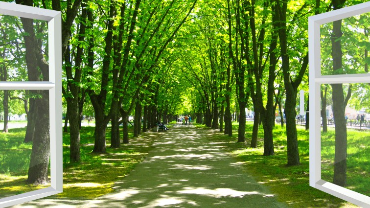 window opened to the beautiful park with many green trees