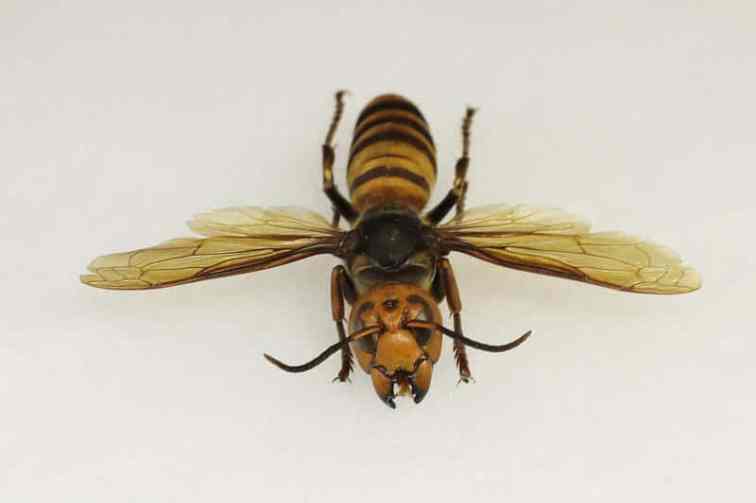 ap_asian_giant_hornet_murder_hornet