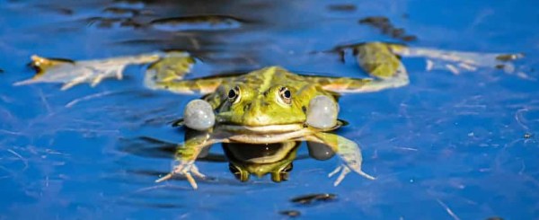 A green frog floating on the surface of water, with visible air bubbles on its cheeks.